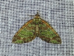 Larentiinae