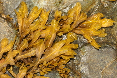 Fucus spiralis