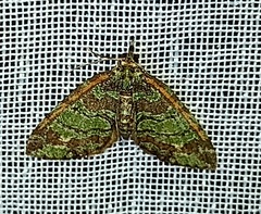 Larentiinae