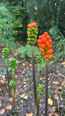 Arum maculatum