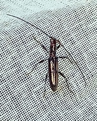 Cerambycidae