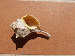 Bolinus brandaris