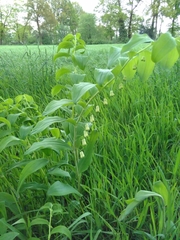 Polygonatum