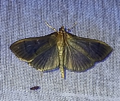 Phostria
