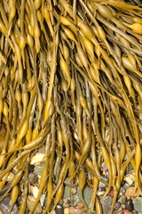 Ascophyllum nodosum