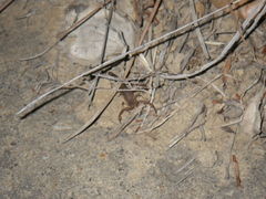 Serradigitus gertschi