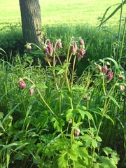 Aquilegia vulgaris