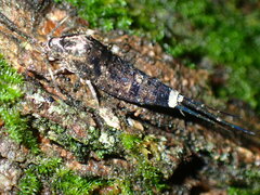 Machilidae