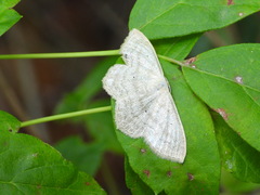 Scopula nigropunctata