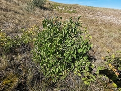 Syringa vulgaris