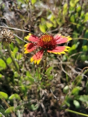 Gaillardia pulchella