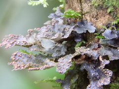 Lobariaceae