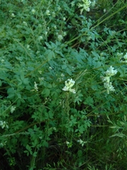 Ceratocapnos claviculata