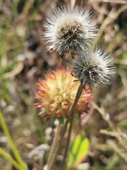 Gaillardia pulchella