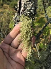 Usnea subfloridana