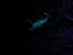 Serradigitus gertschi