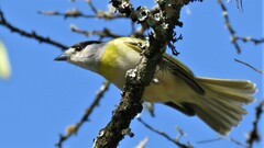 Pachyramphus viridis
