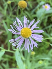Boltonia montana
