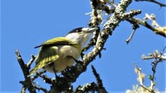 Pachyramphus viridis