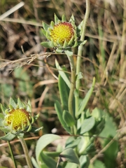 Gaillardia pulchella