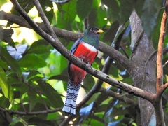 Trogon collaris