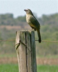 Saltator coerulescens