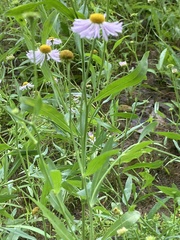 Boltonia montana
