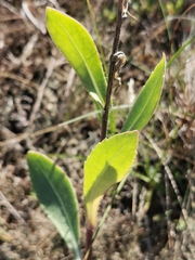 Gaillardia pulchella