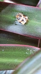 Harmonia axyridis