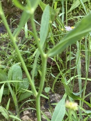 Boltonia montana