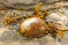 Patella vulgata