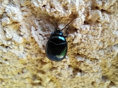 Plagiodera versicolora