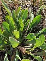 Gaillardia pulchella