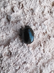 Plagiodera versicolora