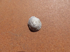 Siphonaria pectinata