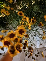 Coreopsis tinctoria