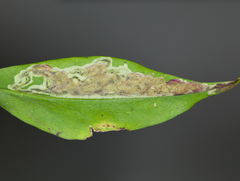 Liriomyza phloxiphaga