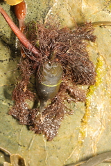 Vertebrata lanosa