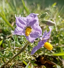 Solanum virginianum