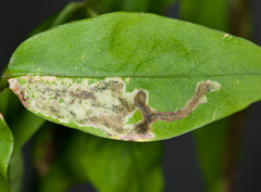 Liriomyza phloxiphaga