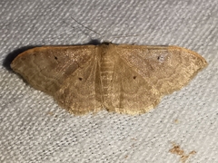 Idaea degeneraria