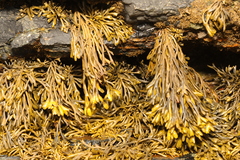 Pelvetia canaliculata