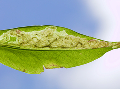Liriomyza phloxiphaga