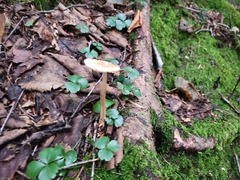 Amanita fulva