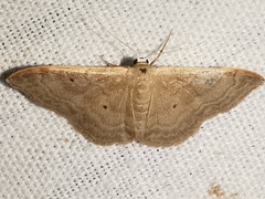Idaea degeneraria