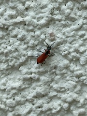 Anthocomus rufus