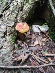 Baorangia bicolor