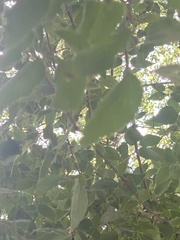 Magnoliopsida