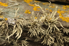 Ramalina siliquosa