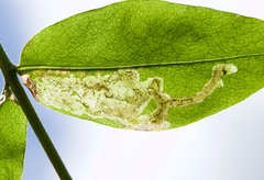 Liriomyza phloxiphaga